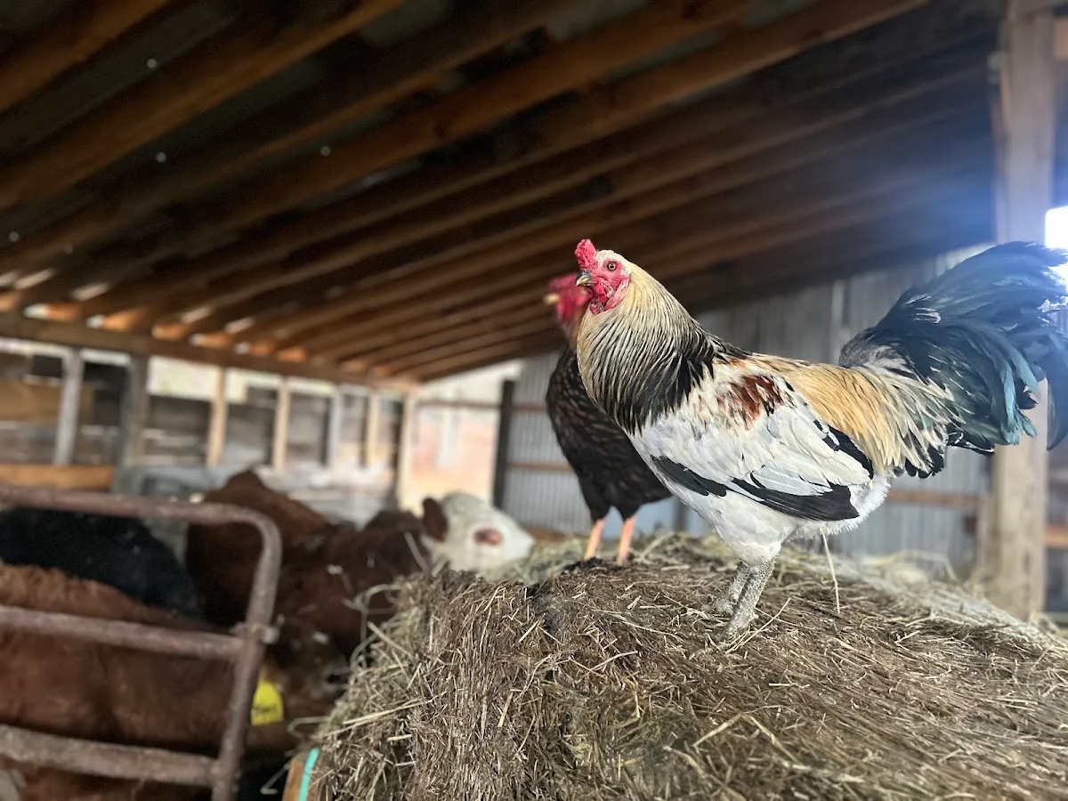Hillbilly Heaven Farmstore