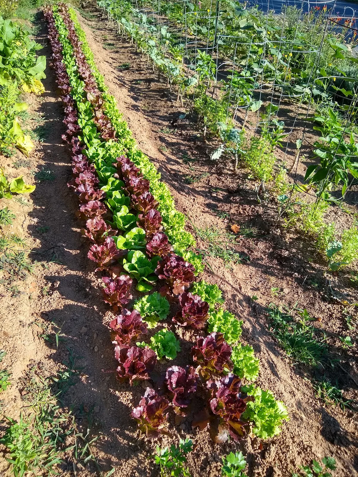 Trefoil Gardens