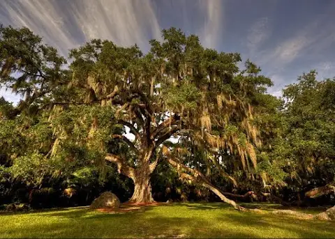 Bulow Creek State Park