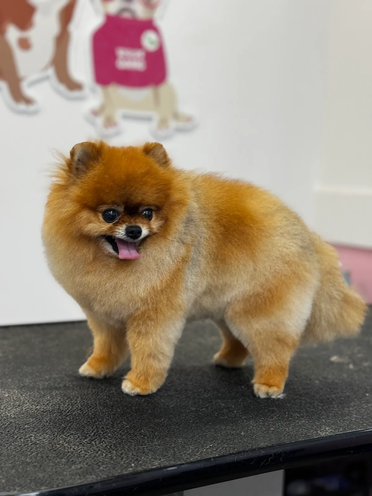 Woof Gang Bakery & Grooming
