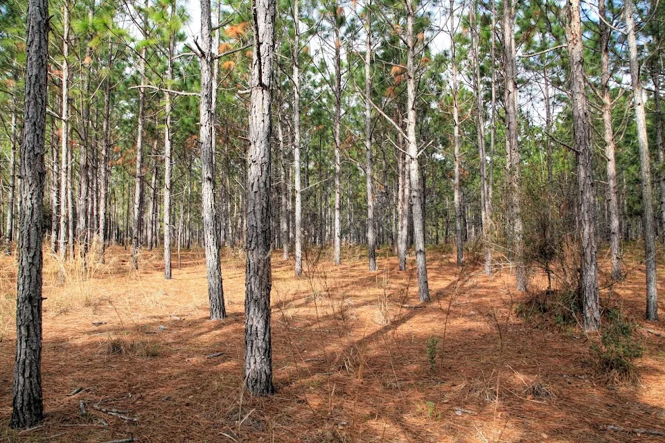 Withlacoochee State Forest