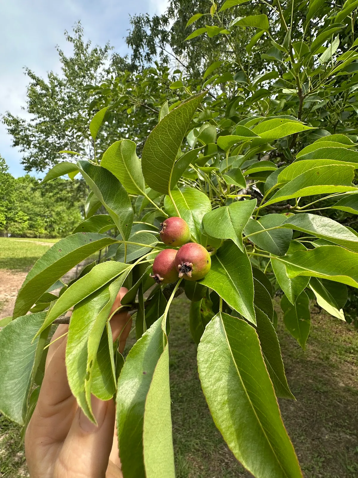 McClure Farm and Nursery LLC