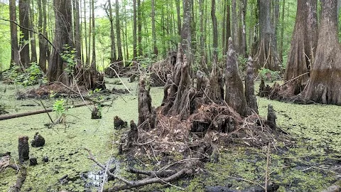 Cypress Lakes Preserve