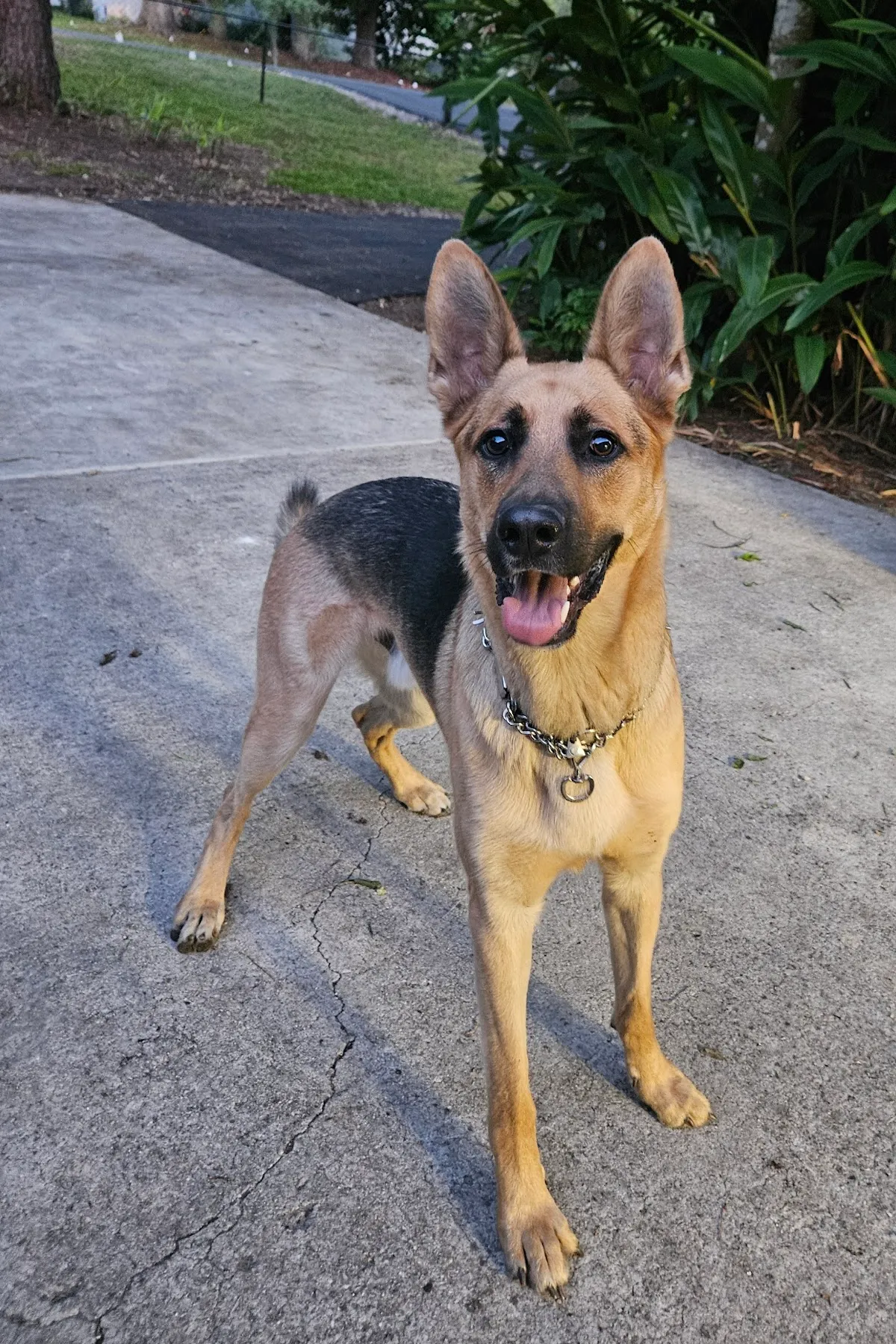 Legacy Vet Care