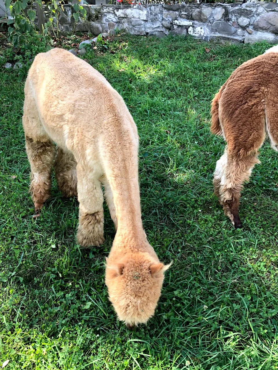 Shalimar Alpacas Farm