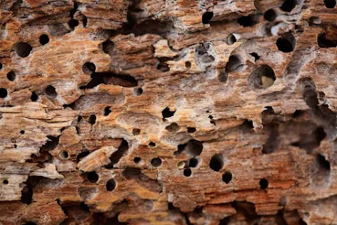 Keith's Termite & Pest Control LLC