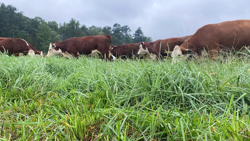 Twin Cedar Farms - Grass Fed Beef