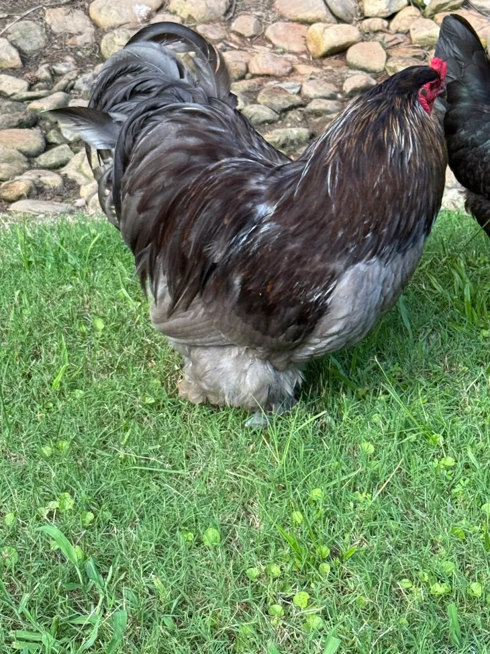 Hidden Acres Animal Sanctuary, Therapy & Rescue