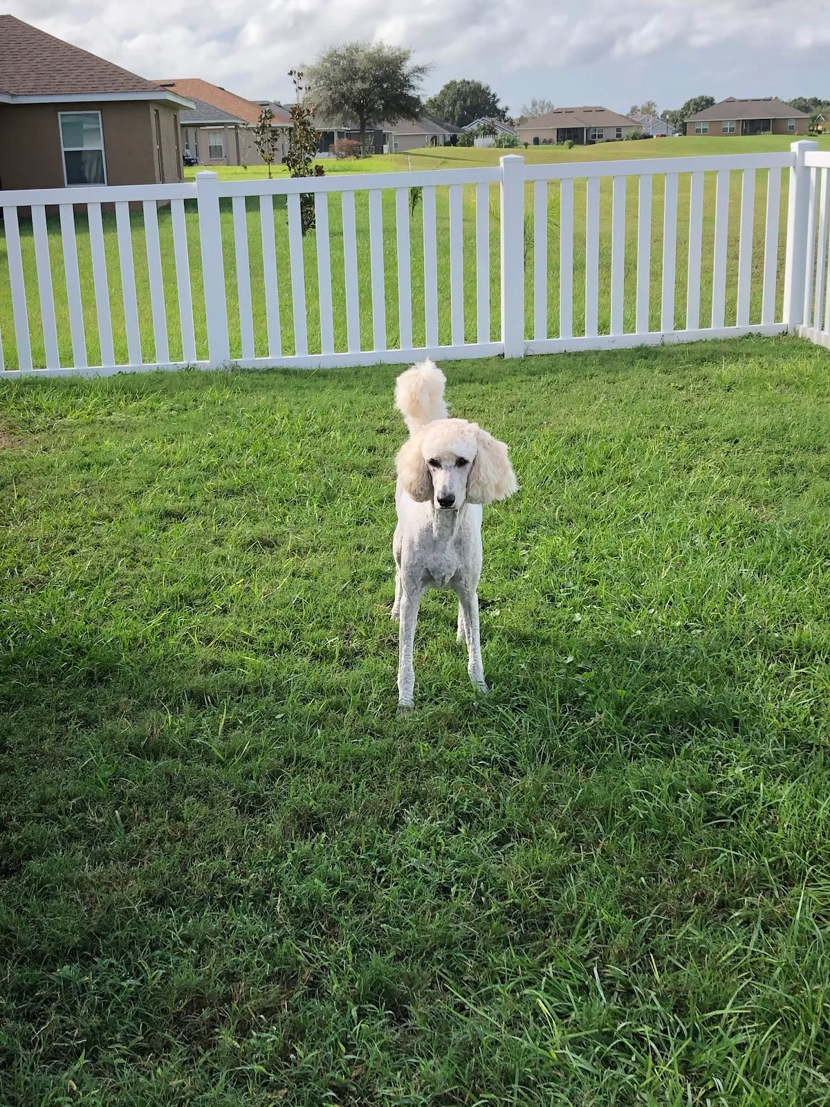 Brooksville Pet Grooming