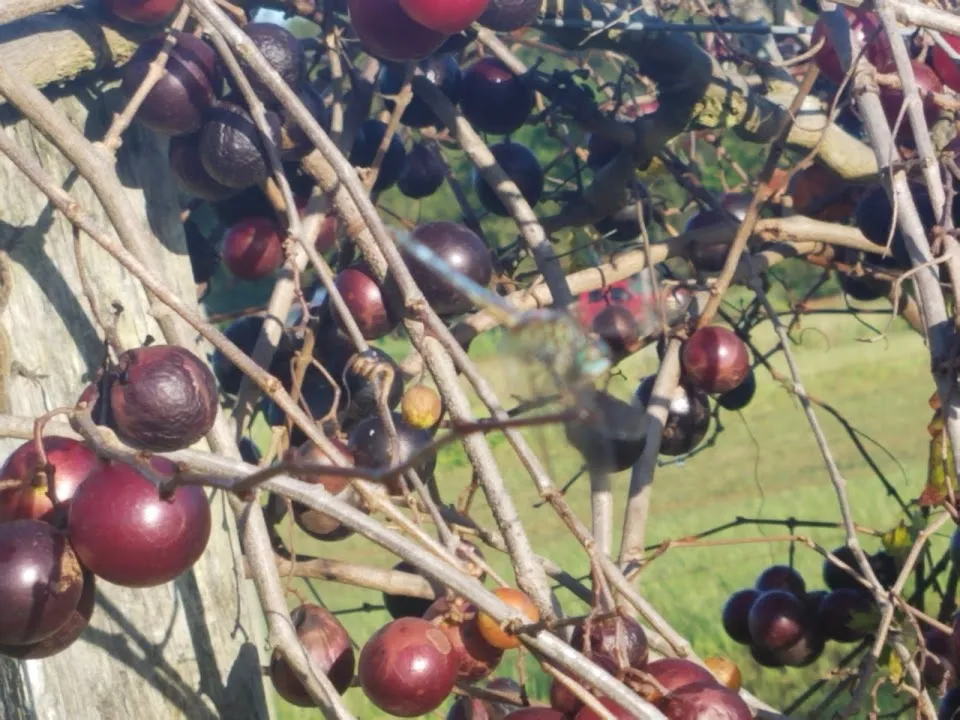 Jubilee Grape Vines