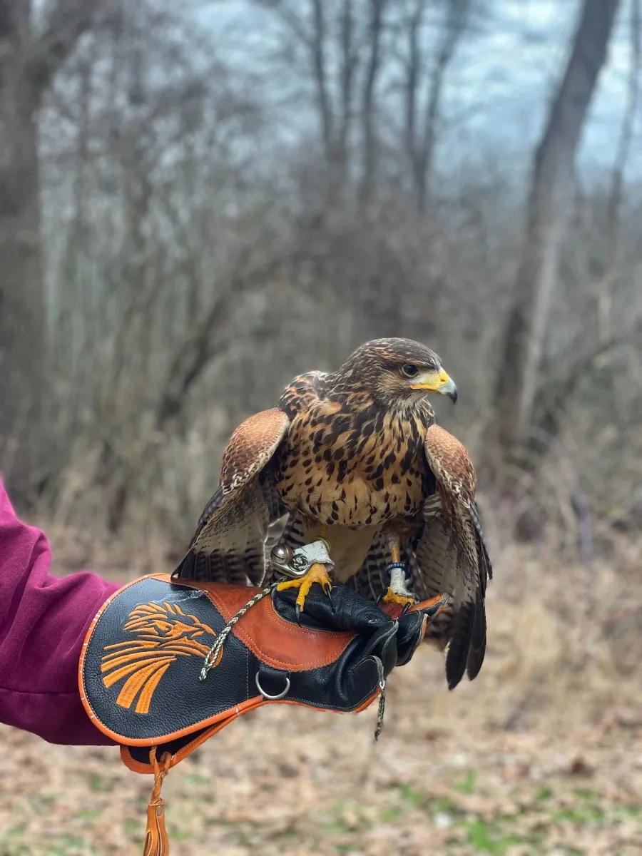 Falconry Excursions