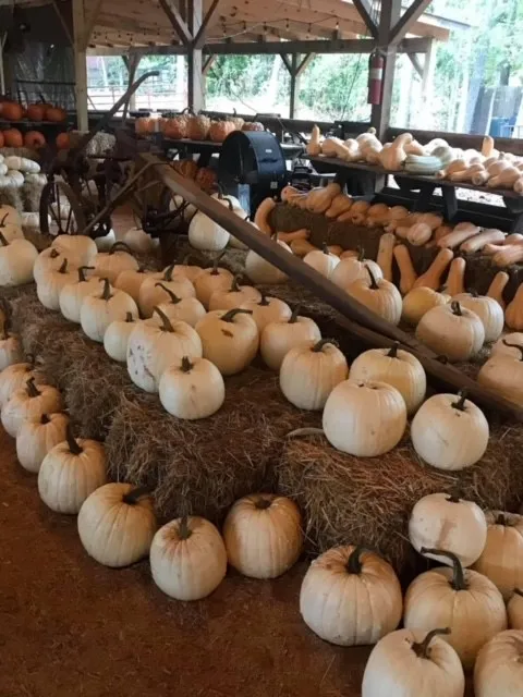 Big Springs Farms