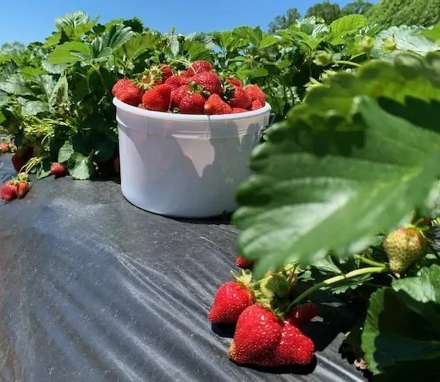 Wise Acres - Strawberries