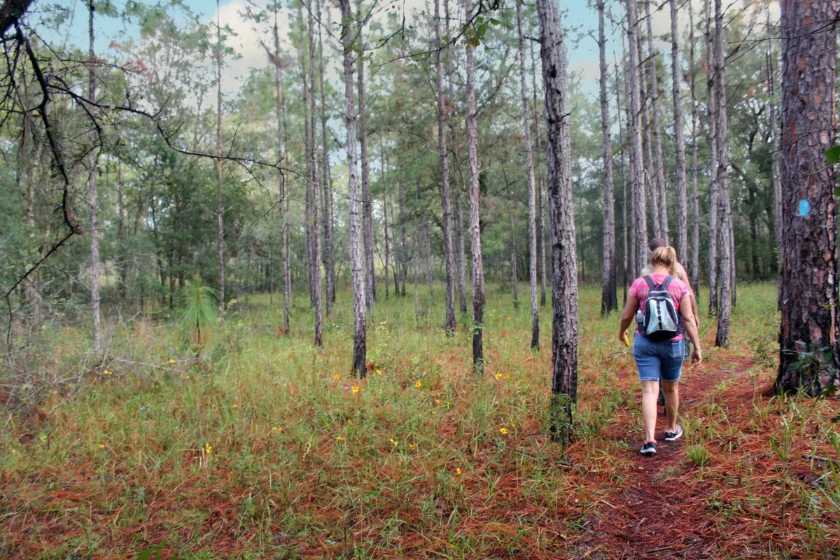 Withlacoochee State Forest - Tucker Hill Day Use Area