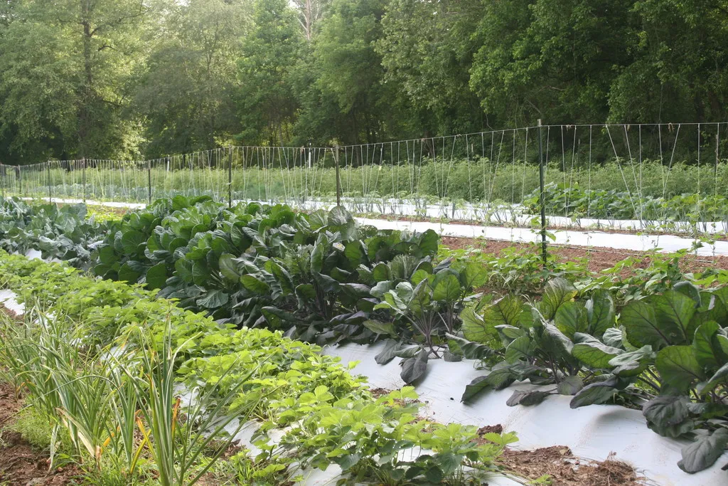 Buckeye Creek Farm
