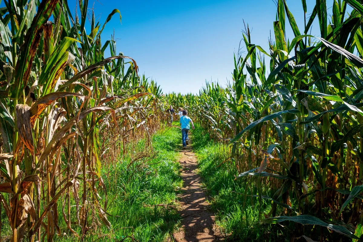 Harvest Ridge Corntacular Adventure