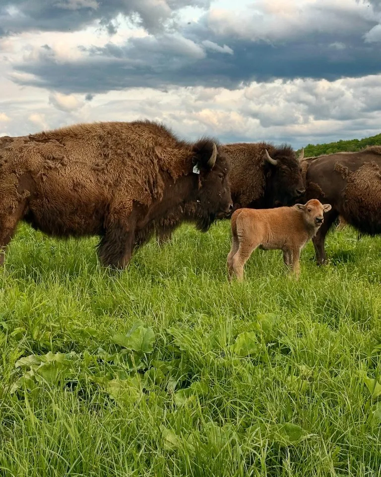 Bison Island Ranch