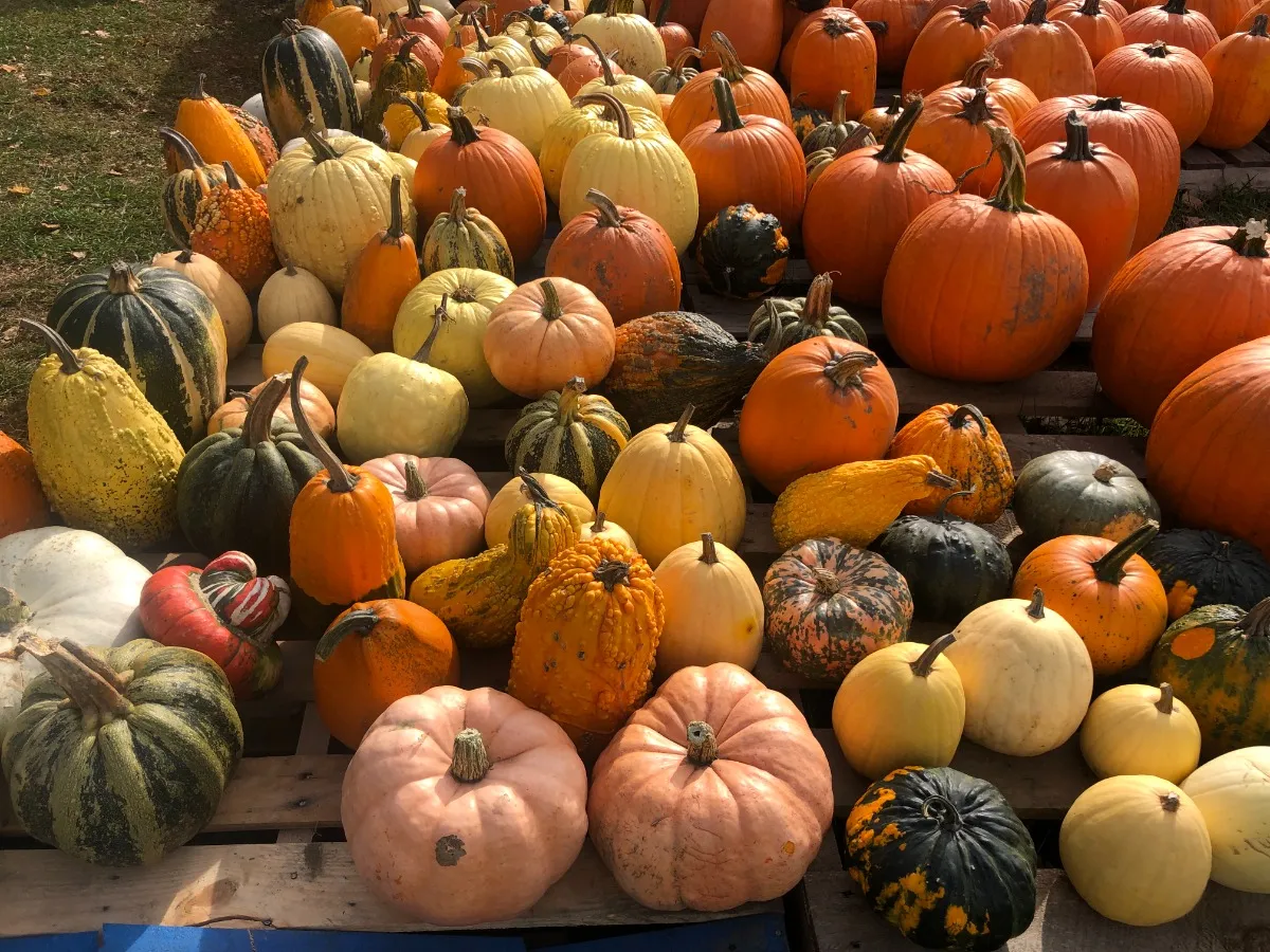 Riverview Farm