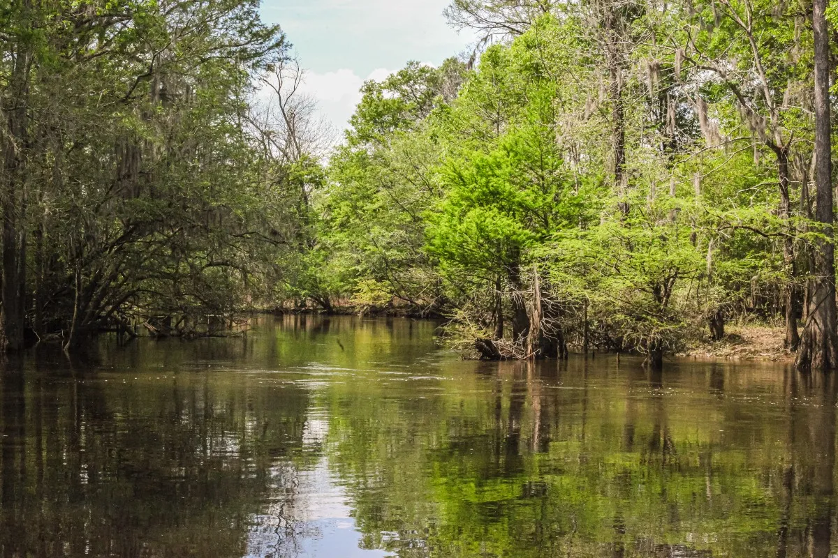 Lynches River County Park