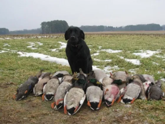 Chesapeake Goose & Duck Hunting