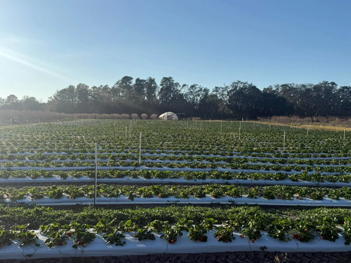 Green Acres Farm / You Pick Blueberries