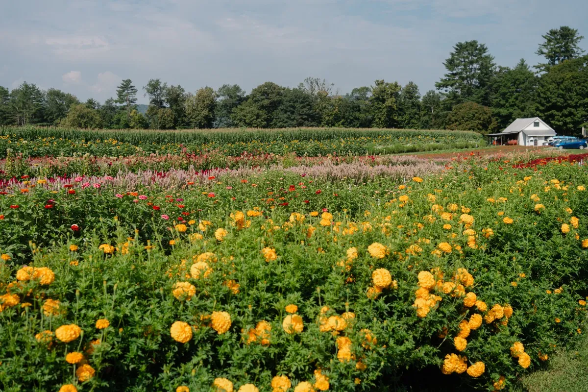 Riverview Farm