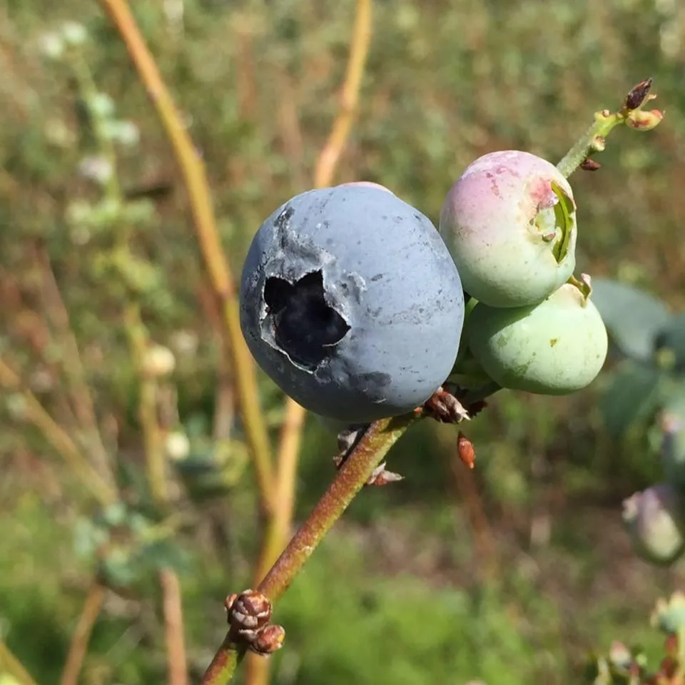 Green Acres Farm / You Pick Blueberries