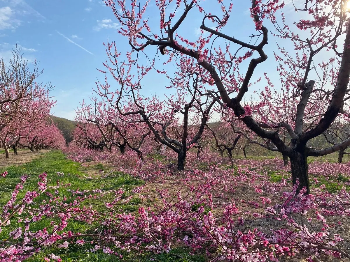 Ochs Orchard