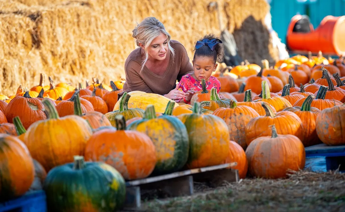Harvest Ridge Corntacular Adventure