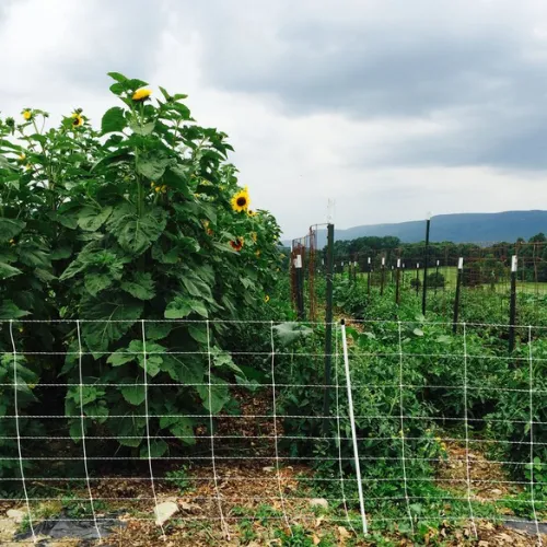 JONES FARM AND COUNTRY STORE – UPICK