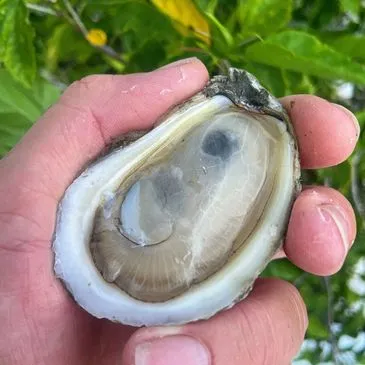 Sharkbite Oysters