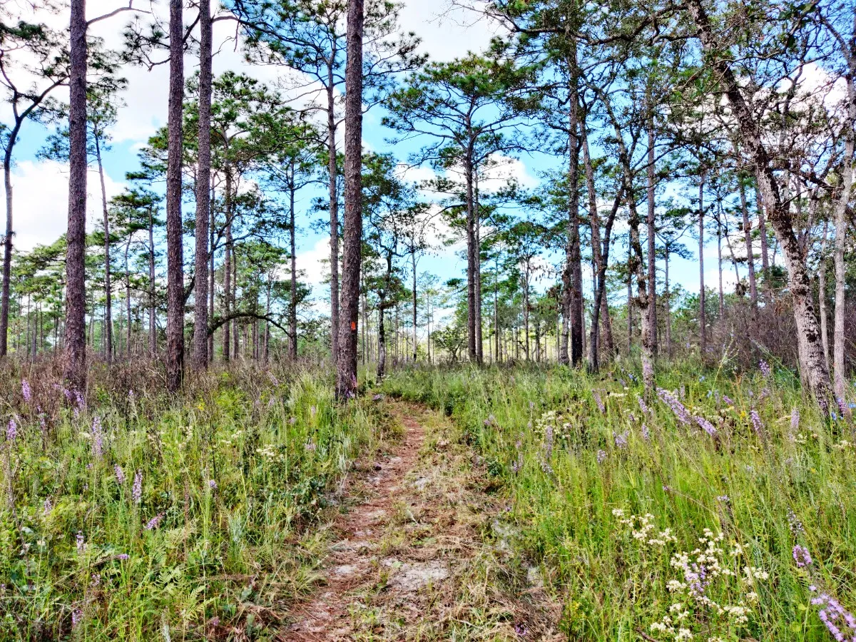Withlacoochee State Forest - Tucker Hill Day Use Area