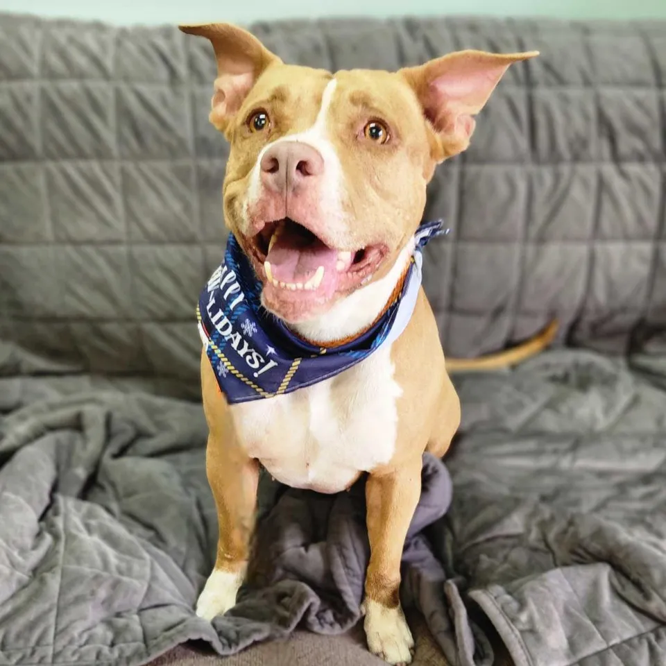Edgewater Animal Shelter